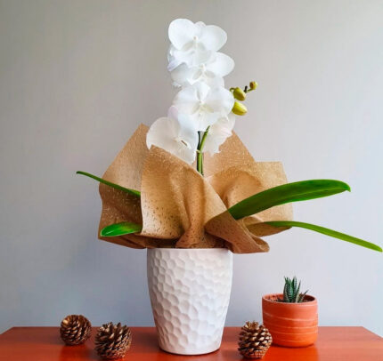 Orquídea Te Recuerdo